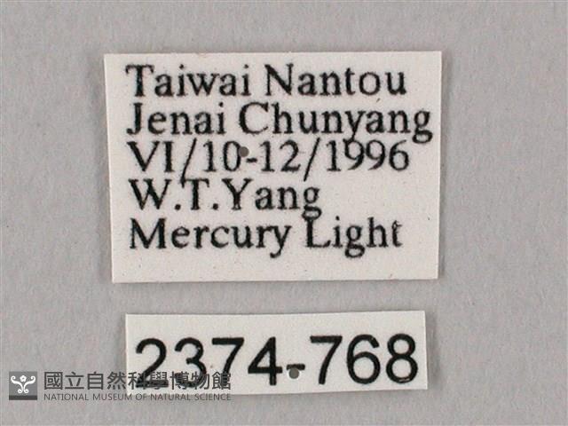 栗六點天蛾藏品圖，第3張