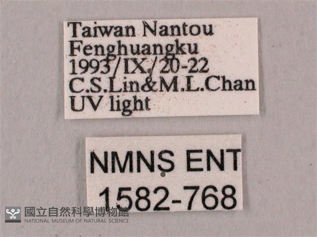 直翅六點天蛾藏品圖，第3張