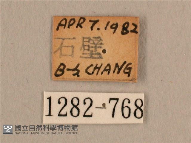 背線天蛾藏品圖，第3張