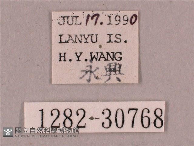 背帶斜紋天蛾藏品圖，第3張