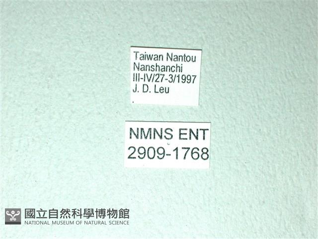 黃星斑鳳蝶藏品圖，第3張