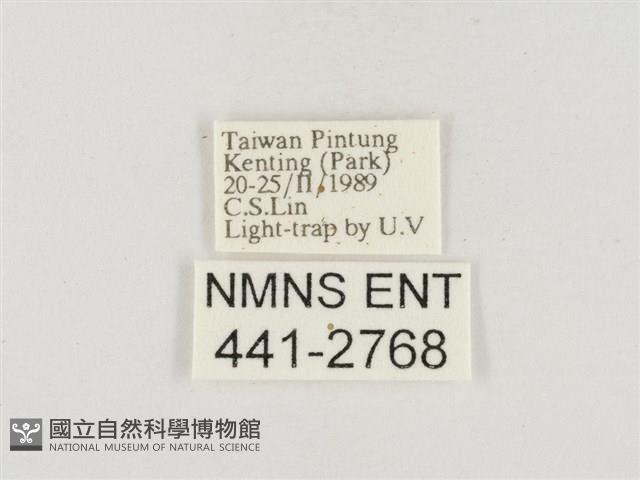 小白紋毒蛾藏品圖，第3張