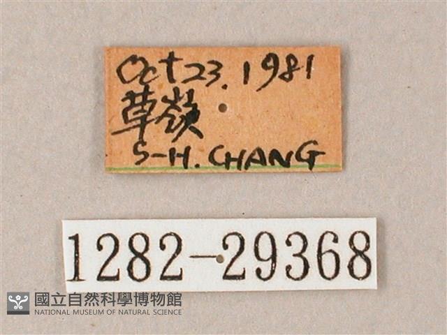 臺灣白肩天蛾藏品圖，第3張