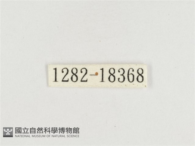 端紫幻蛺蝶藏品圖，第3張