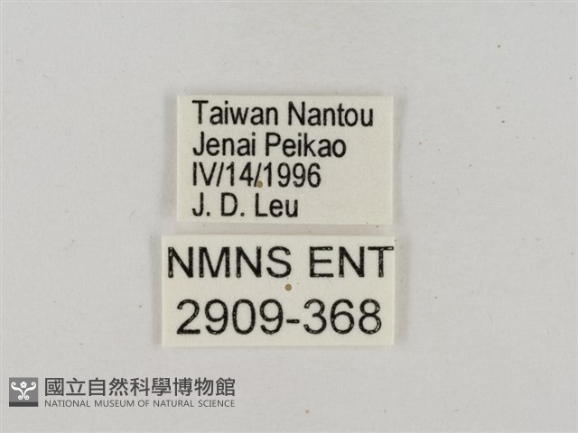 淡褐脈粉蝶藏品圖，第3張