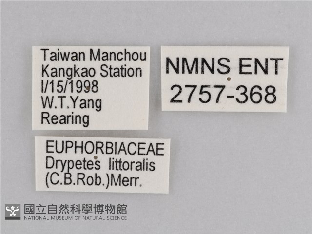 雲紋尖粉蝶藏品圖，第3張