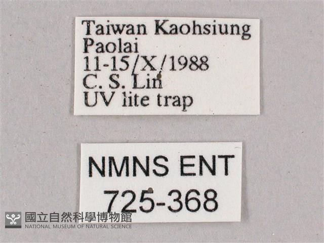 細斜紋霜天蛾藏品圖，第3張