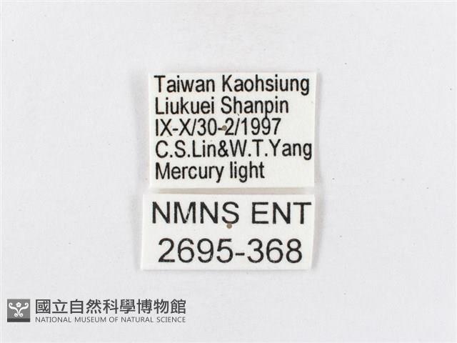 蓬萊茶斑蛾藏品圖，第3張