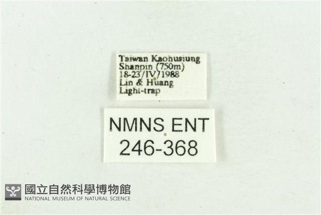 臺灣斑蕊夜蛾藏品圖，第3張