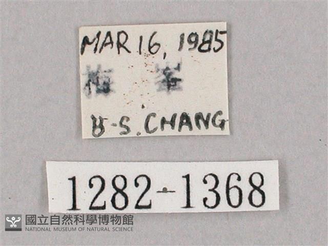 井上氏絨毛天蛾藏品圖，第3張