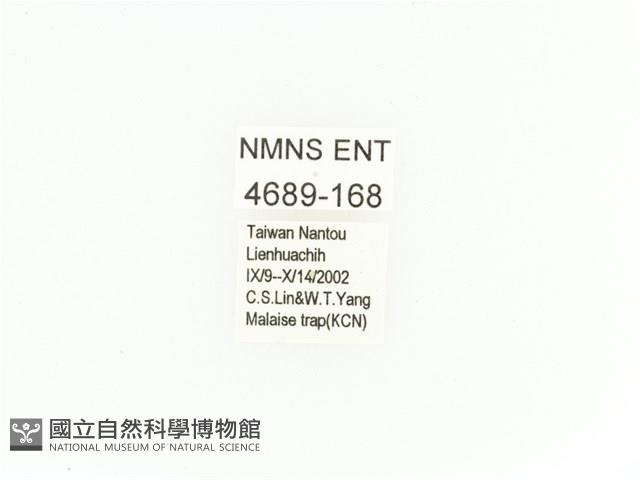 臺灣扇角金龜藏品圖，第2張