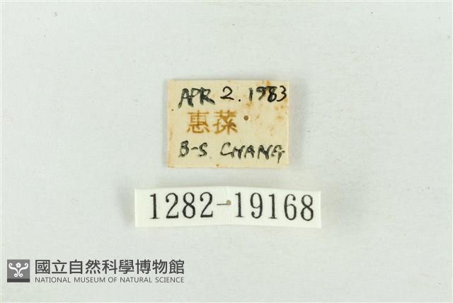 臺洒波紋蛾藏品圖，第3張