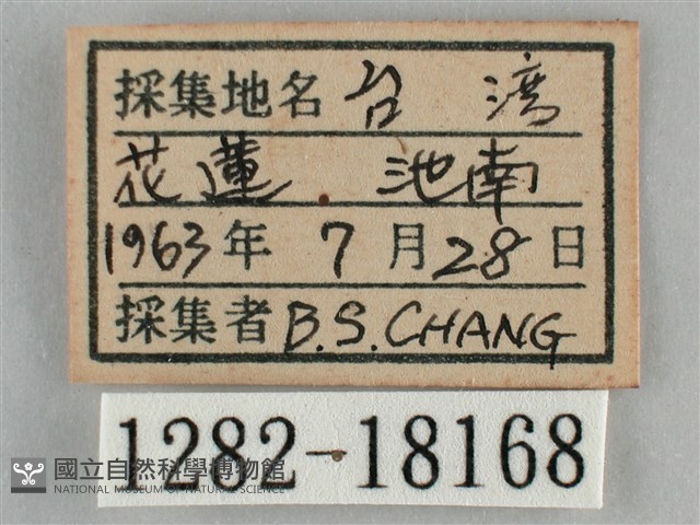 纖粉蝶藏品圖，第3張