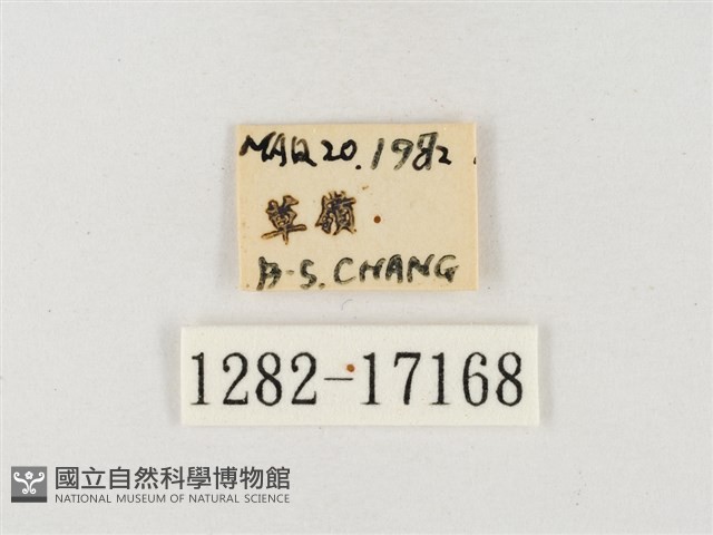 角翅黃蝶藏品圖，第3張