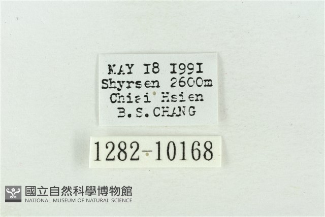臺洒波紋蛾藏品圖，第3張