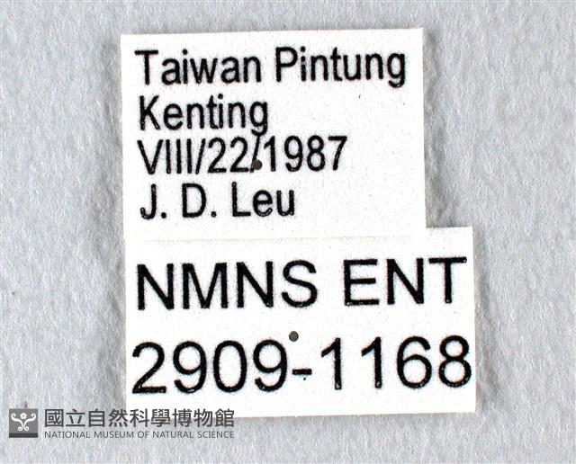 翠斑青鳳蝶藏品圖，第3張