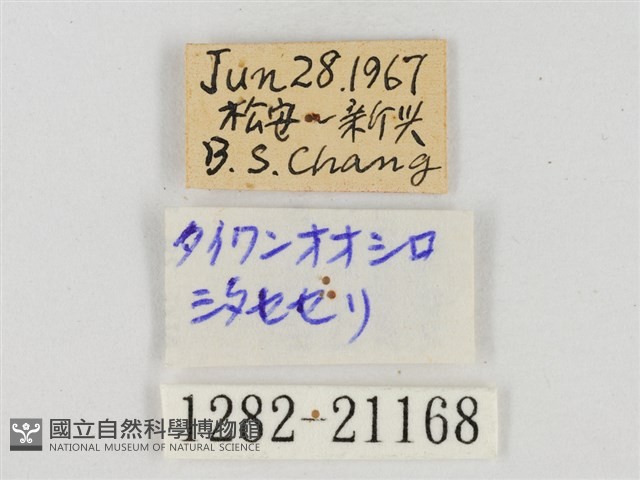 臺灣颯弄蝶藏品圖，第3張