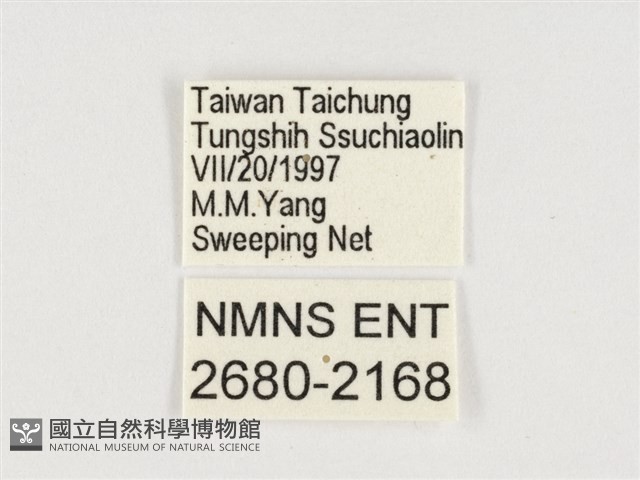 小紫斑蝶藏品圖，第3張