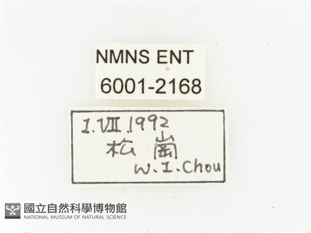 艷邊花金龜藏品圖，第2張