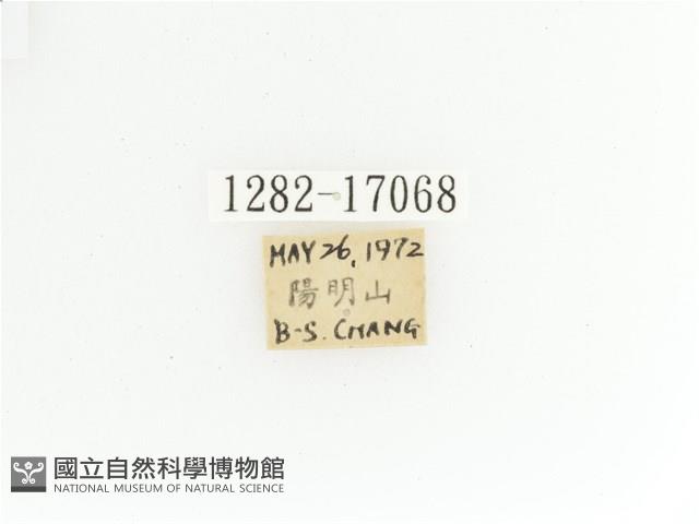 綠艷金龜藏品圖，第2張