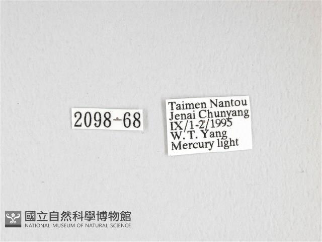 棕綠背線天蛾藏品圖，第3張