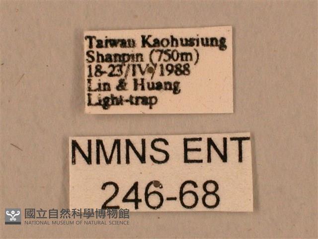 臺灣鷹翅天蛾藏品圖，第3張