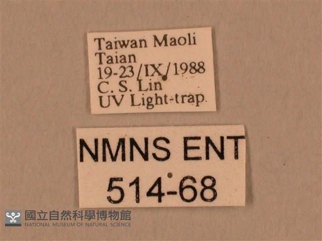 棕綠背線天蛾藏品圖，第3張