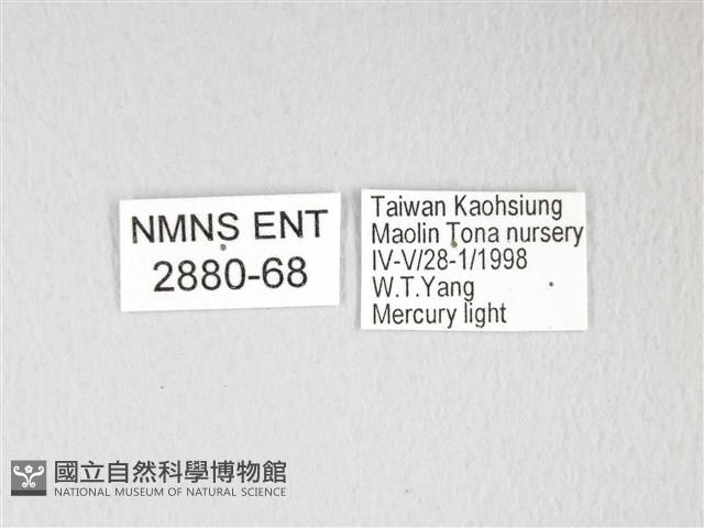 黃豹天蠶蛾藏品圖，第3張