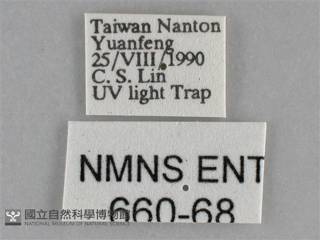 雙峰霜尺蛾藏品圖，第3張