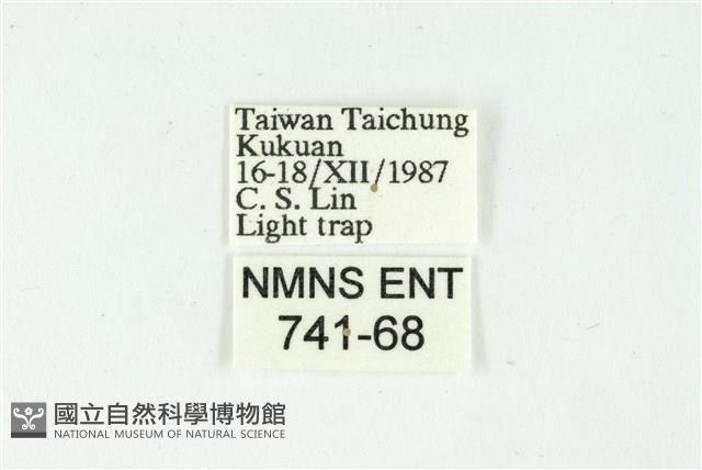白斑散紋夜蛾藏品圖，第3張