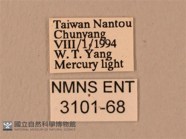 斜線天蛾藏品圖，第3張