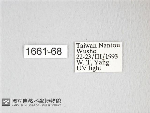 圓翅大鉤蛾藏品圖，第3張