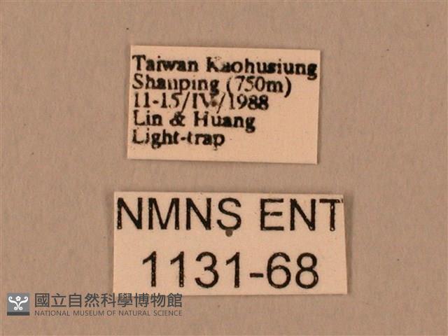 臀角斑天蛾藏品圖，第3張