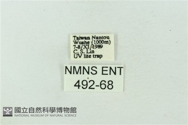 臺雪苔蛾藏品圖，第3張