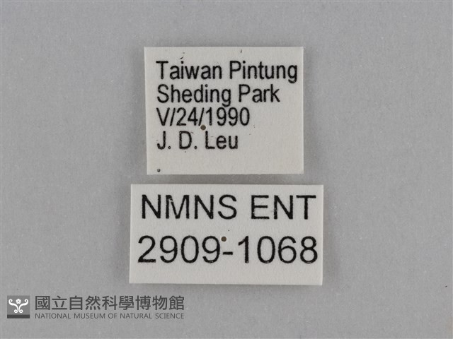 異紋紫斑蝶藏品圖，第3張