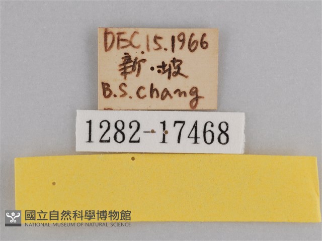 樺斑蝶藏品圖，第3張