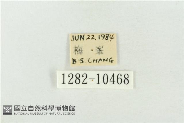 圍異波紋蛾藏品圖，第3張