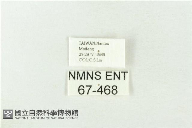 棍棒污燈蛾藏品圖，第3張