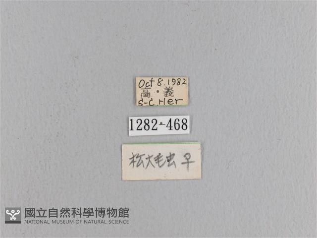 松大毛蟲藏品圖，第3張