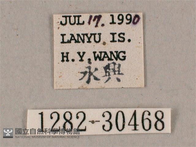 背帶斜紋天蛾藏品圖，第3張