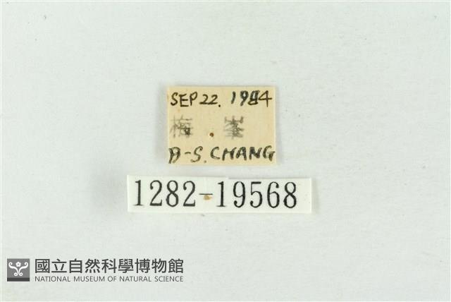 臺洒波紋蛾藏品圖，第3張