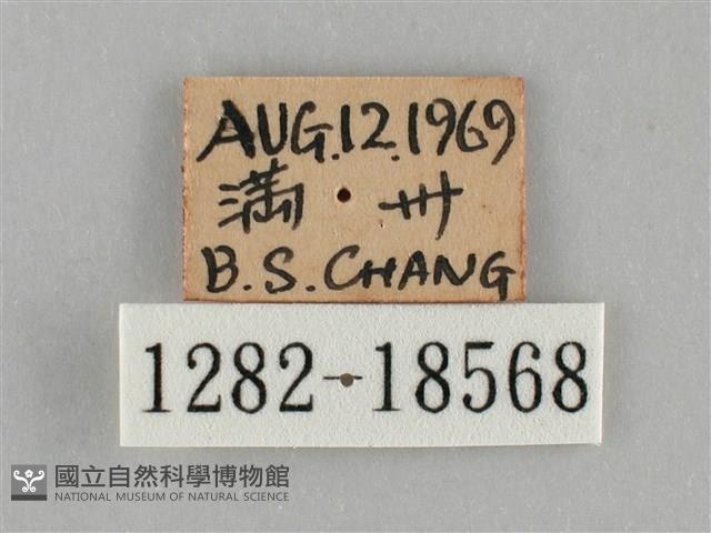 細波遷粉蝶藏品圖，第3張