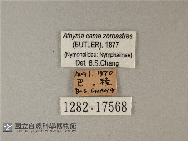 雙色帶蛺蝶藏品圖，第3張