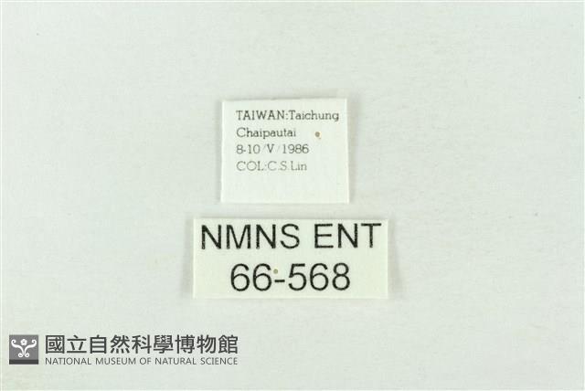 基褐綠刺蛾藏品圖，第3張