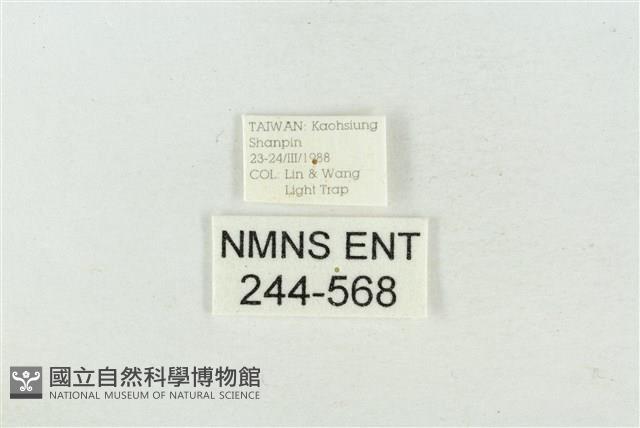 連珠波紋蛾藏品圖，第3張