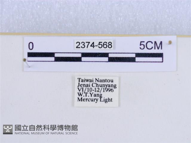 巨網燈蛾藏品圖，第3張