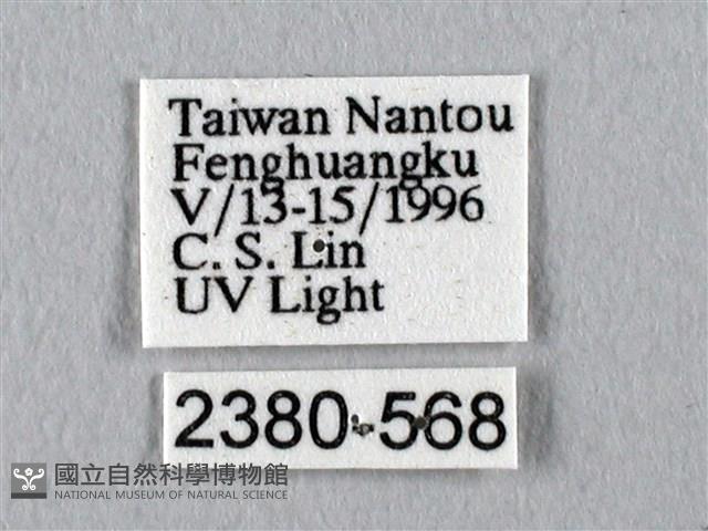 眉紋天蠶蛾藏品圖，第3張