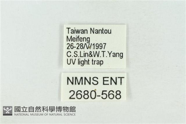 臺灣銀斑異波紋蛾藏品圖，第3張