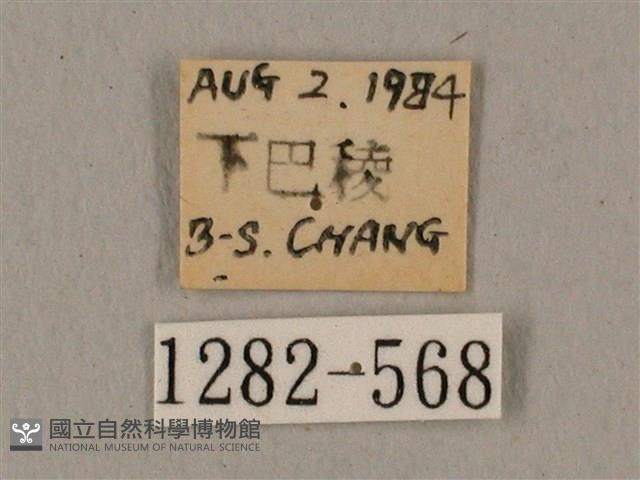 廣東鷹翅天蛾藏品圖，第3張