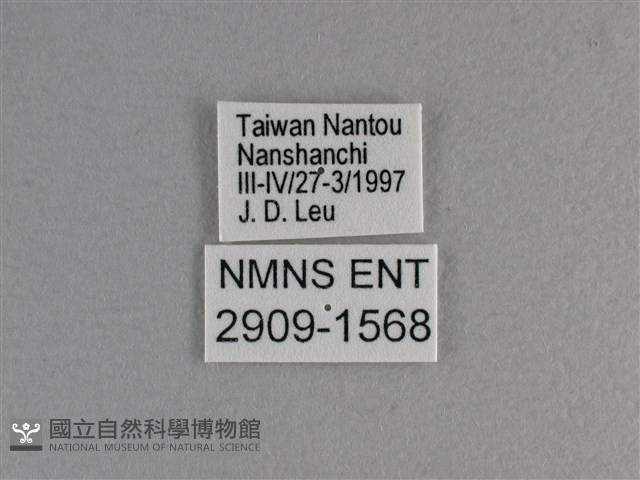 小雙尾蛺蝶藏品圖，第3張